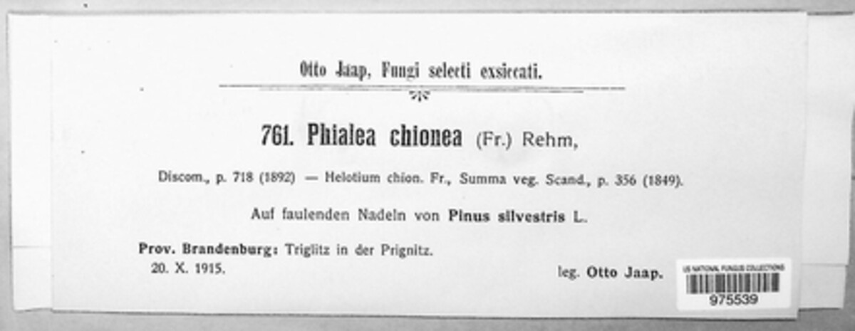 Pezizella chionea image